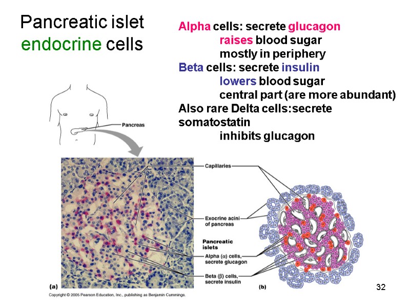 32 Pancreatic islet endocrine cells  Alpha cells: secrete glucagon  raises blood sugar